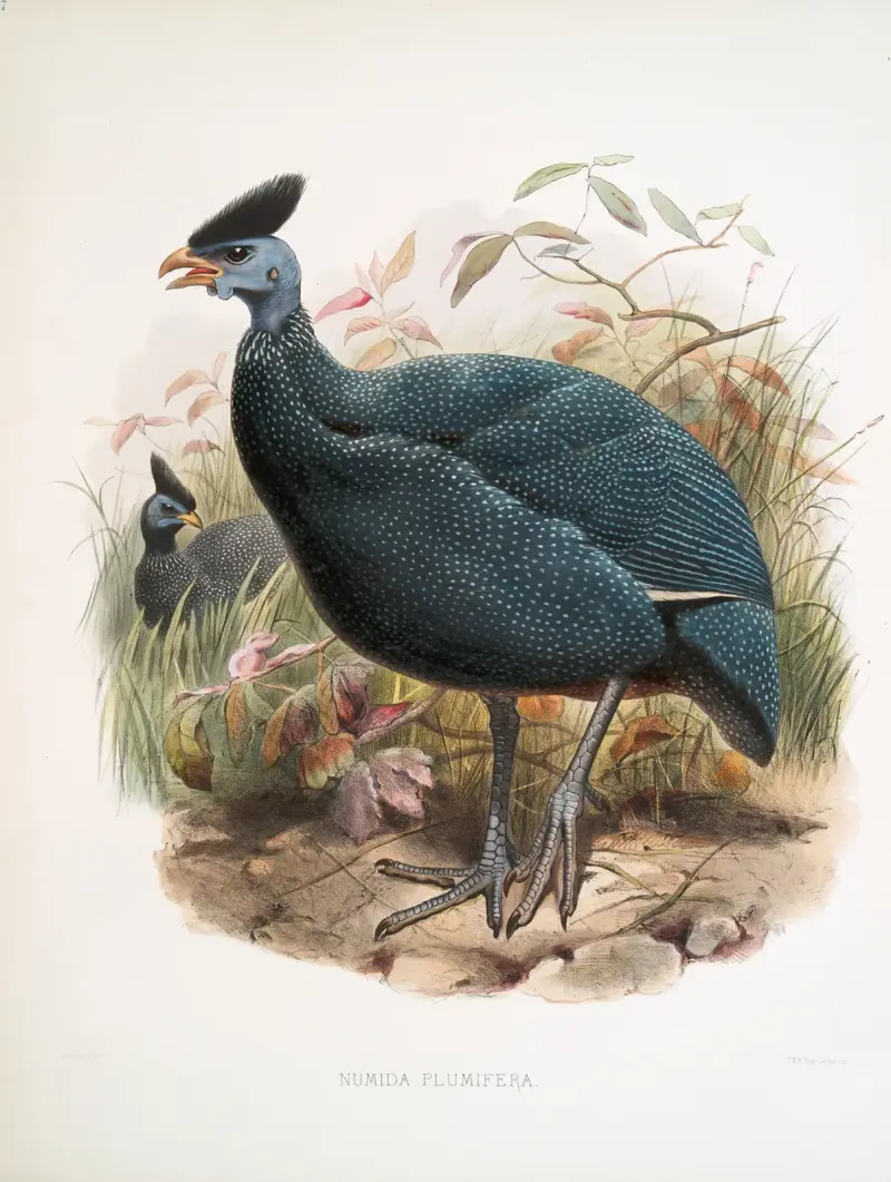 Numida plumifera. av Joseph Smit