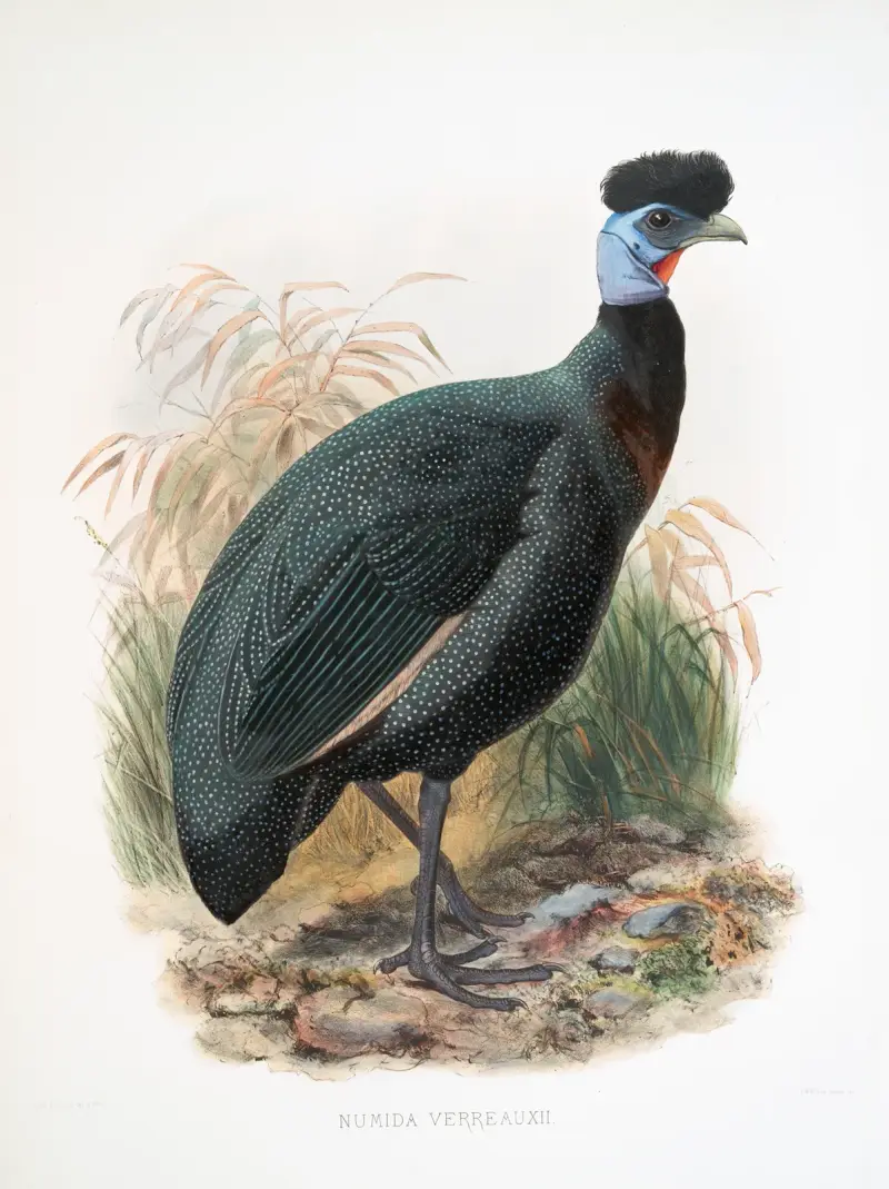 Numida Verreauxii. av Joseph Smit