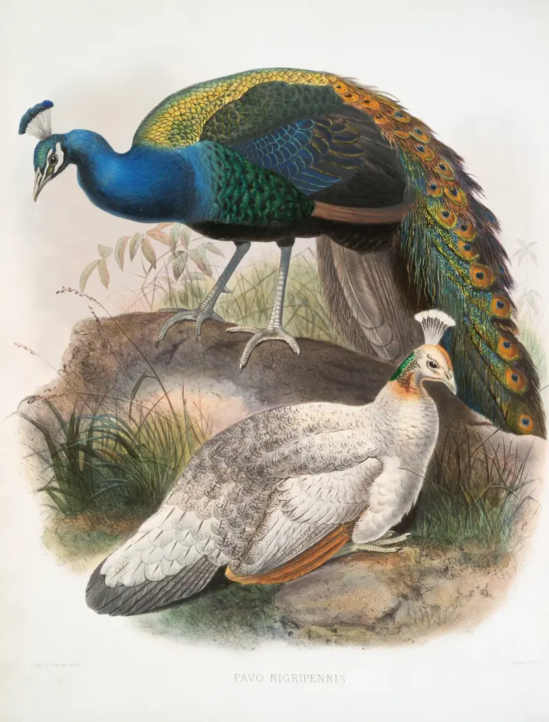Pavo nigripennis, Joseph Smit
