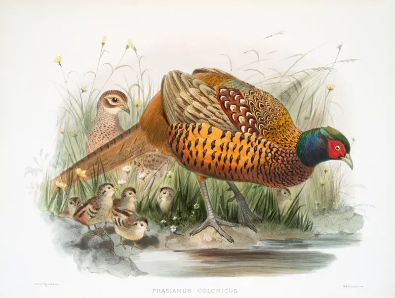 Fasan (Phasianus colchicus) von Joseph Smit
