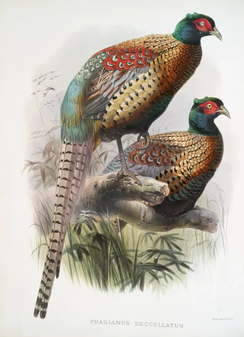 Phasianus Deccollatus av Joseph Smit