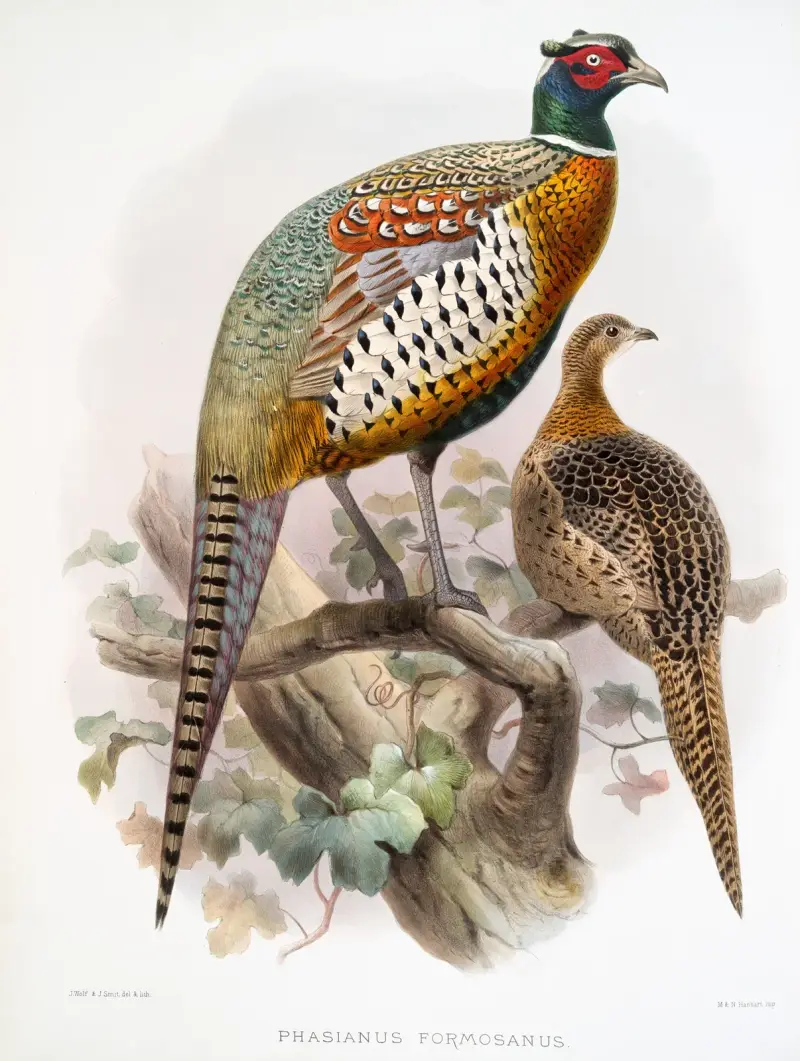 Phasianus formosanus. av Joseph Smit
