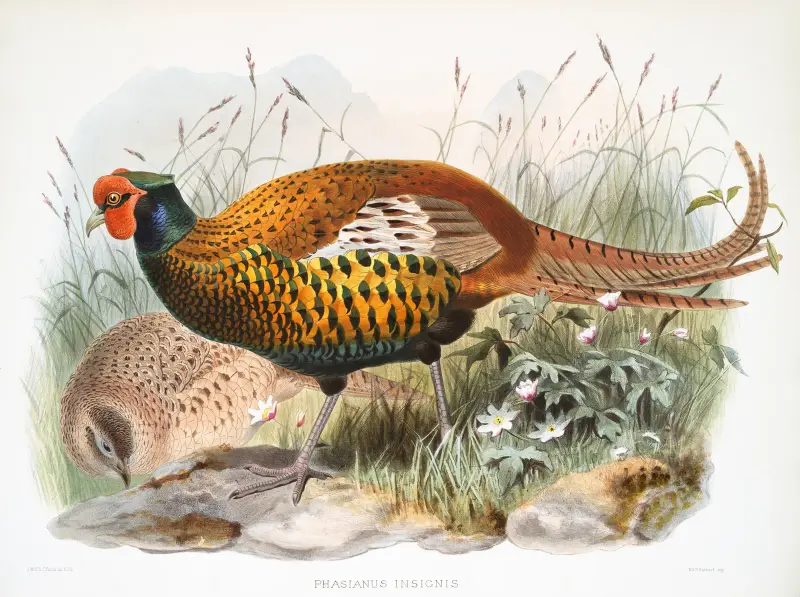 Phasianus insignis. av Joseph Smit