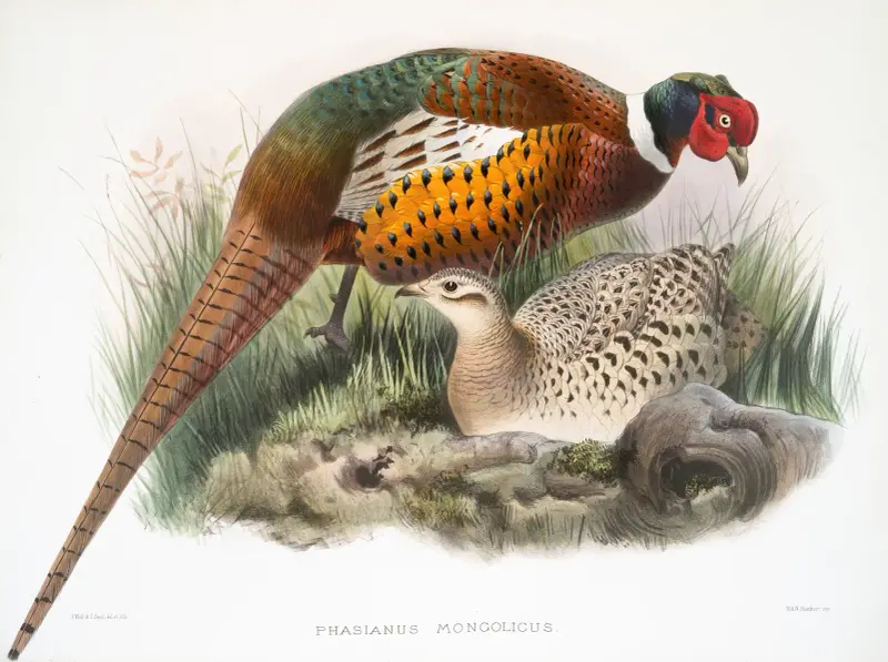 Phasianus mongolicus. av Joseph Smit