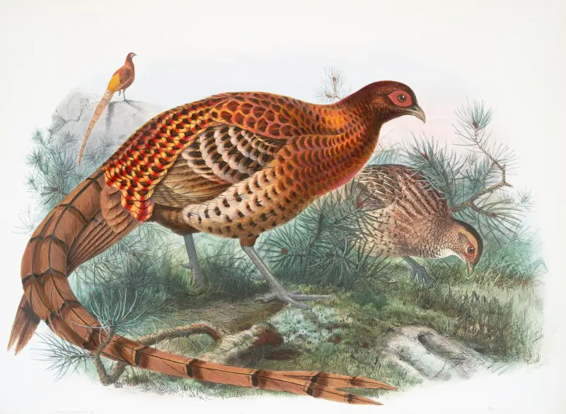 Phasianus Soemmerringii. av Joseph Smit