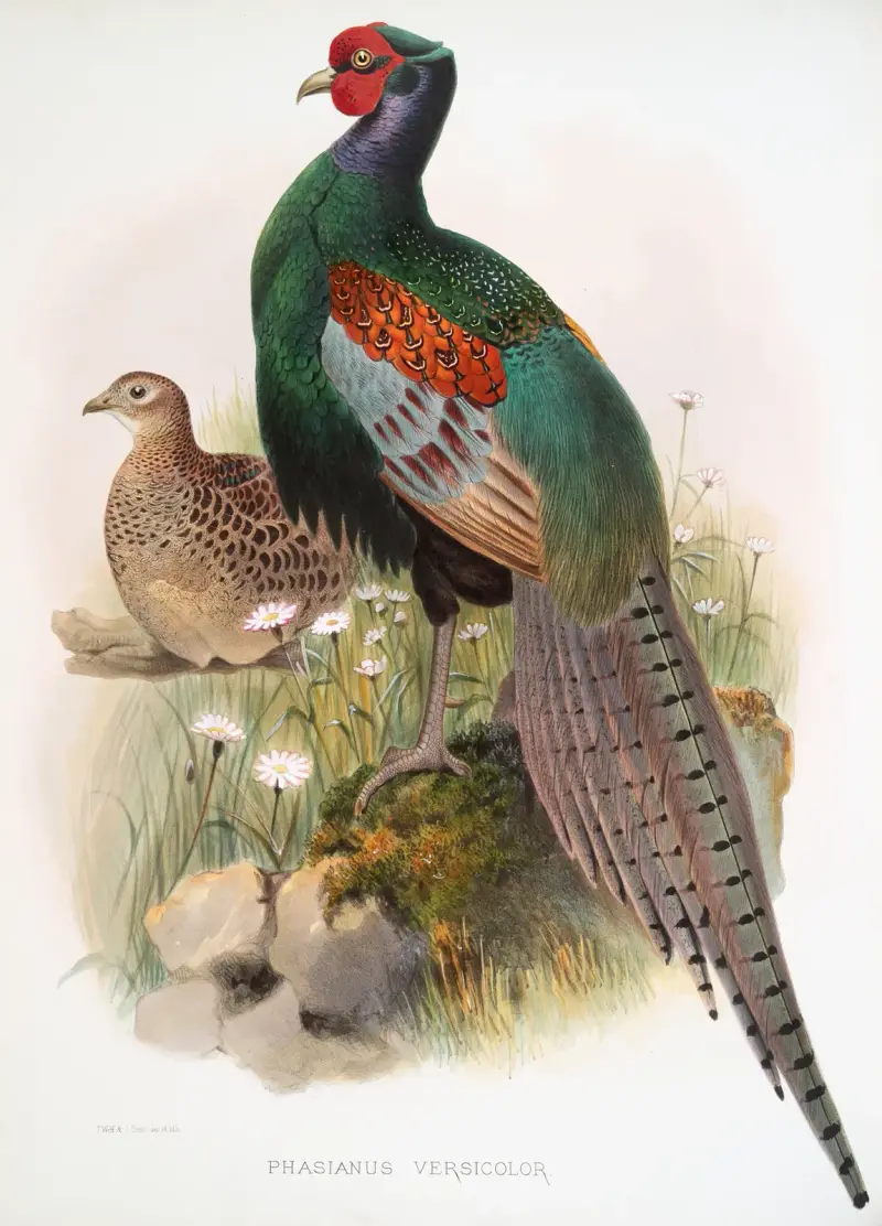 Phasianus versicolor. av Joseph Smit
