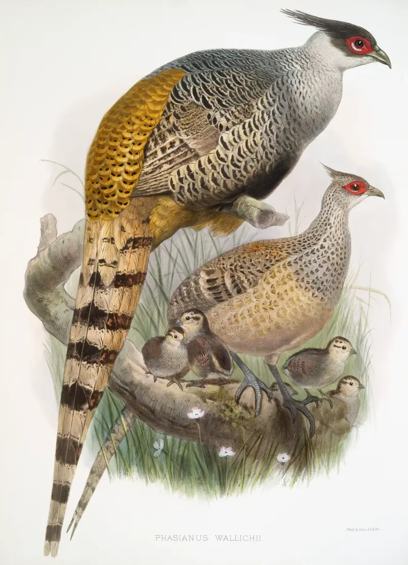Phasianus Wallichii. av Joseph Smit