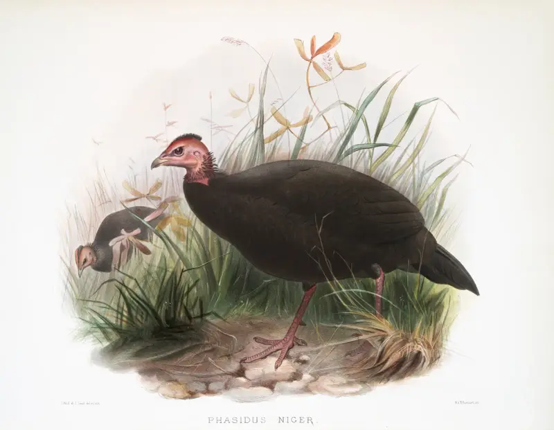Phasidus Niger av Joseph Smit