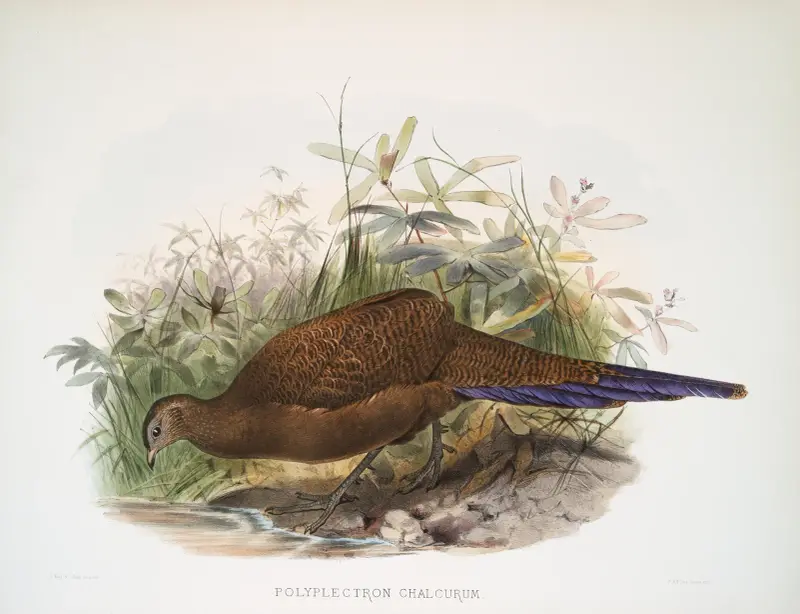 Polyplectron chalcurum, Joseph Smit
