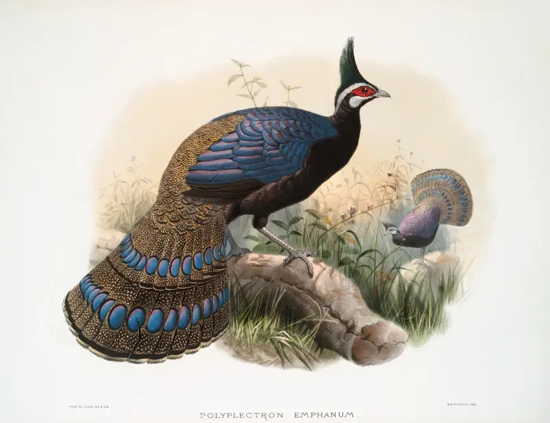 Polyplectron emphanum, Joseph Smit