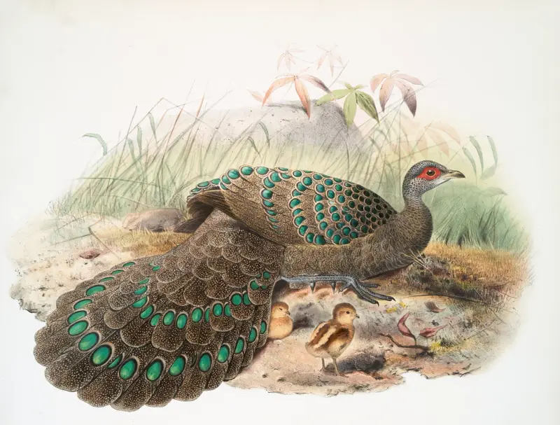 Polyplectron Germaini, Joseph Smit