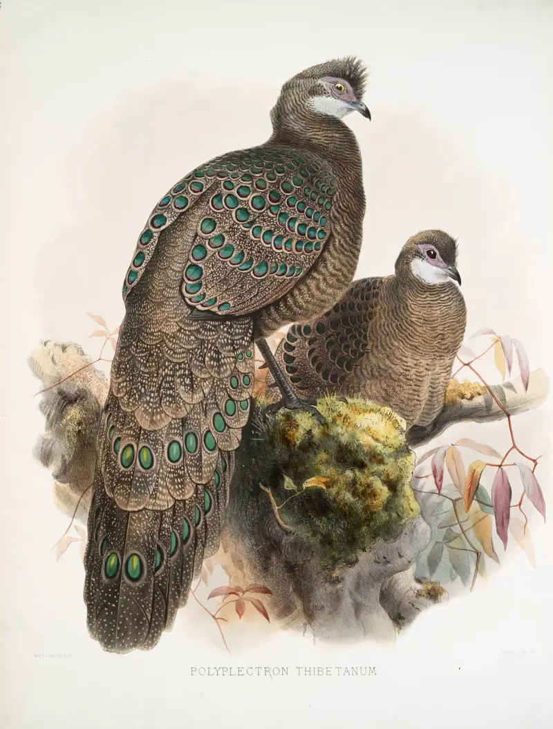 Polyplectron thibetanum, Joseph Smit