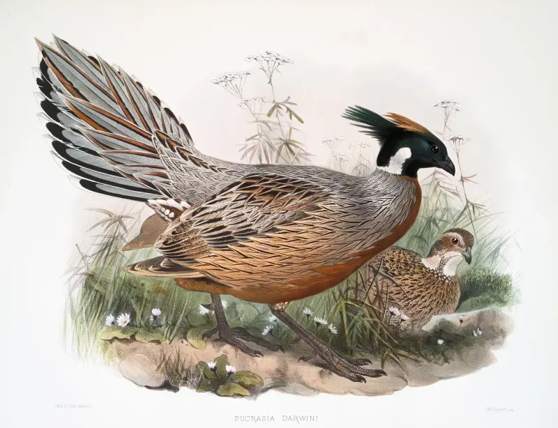 Purcasia Darwini, Joseph Smit