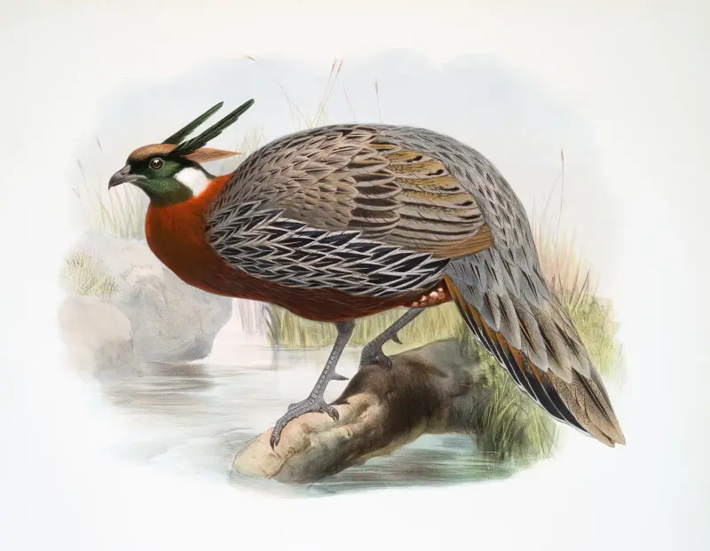 Purcasia Duvauceli. av Joseph Smit