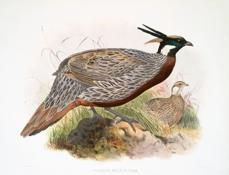 Purcasia macrolopha von Joseph Smit