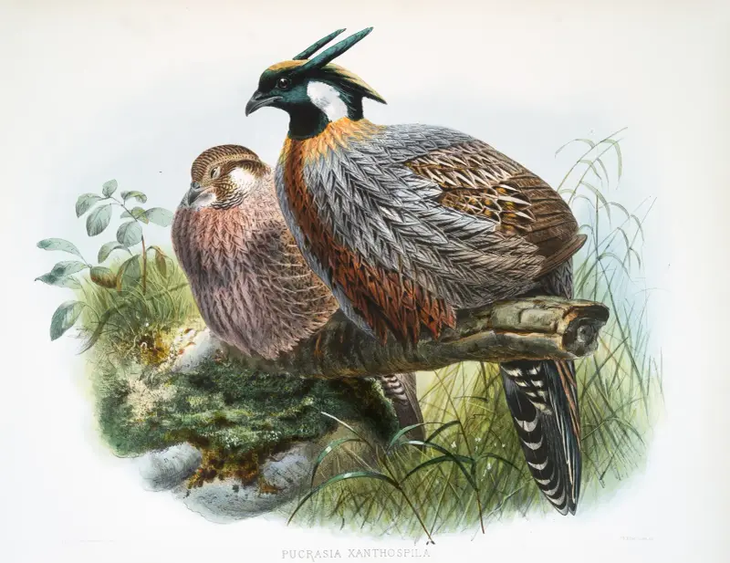 Purcasia xanthospila von Joseph Smit