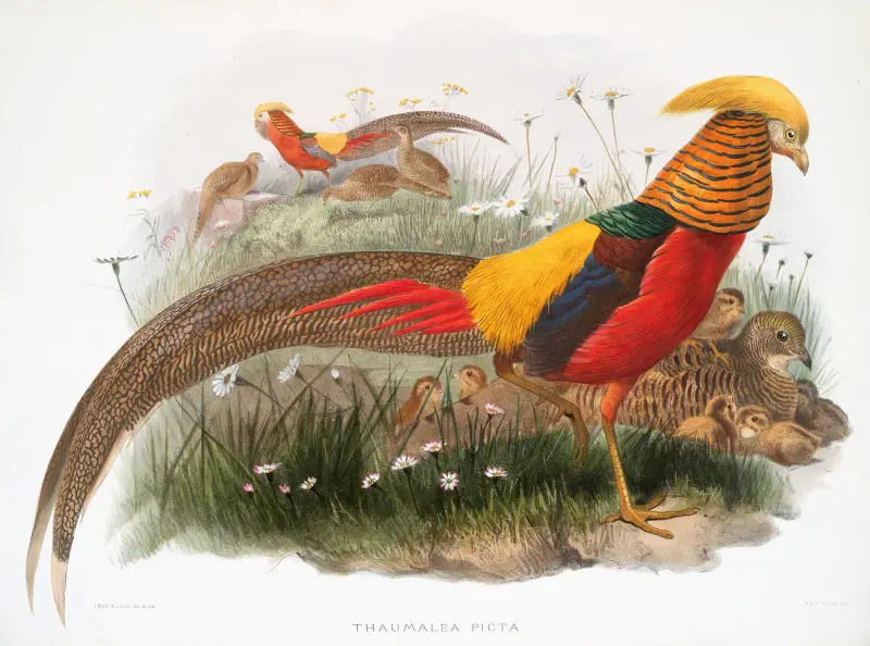 Thaumalea picta. av Joseph Smit