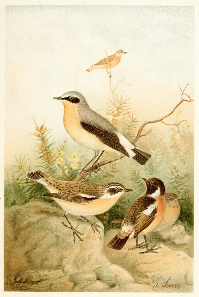 Wheatear, Stonechat and Whinchat av Joseph Smit