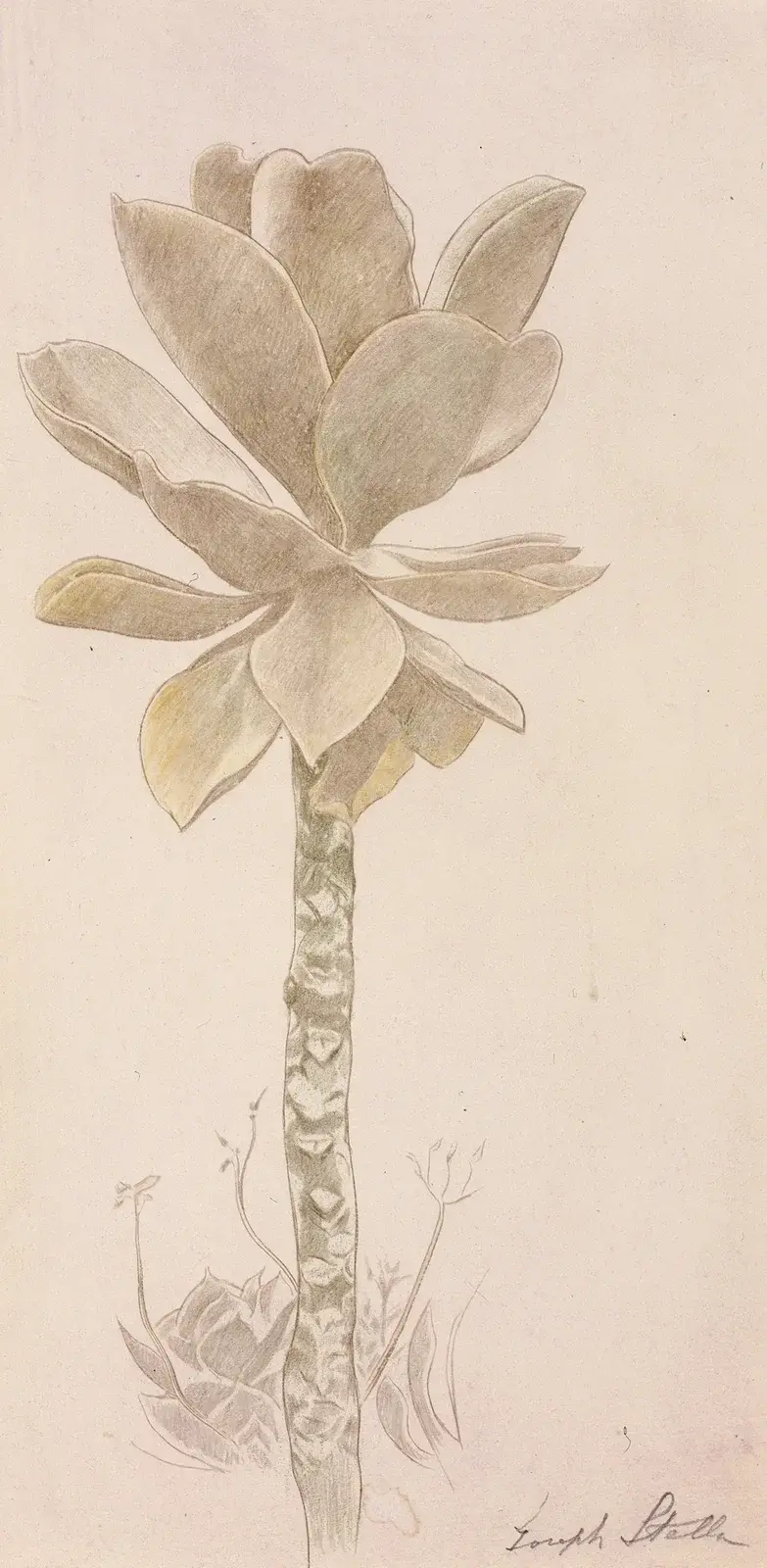 Studium kwiatu, Joseph Stella