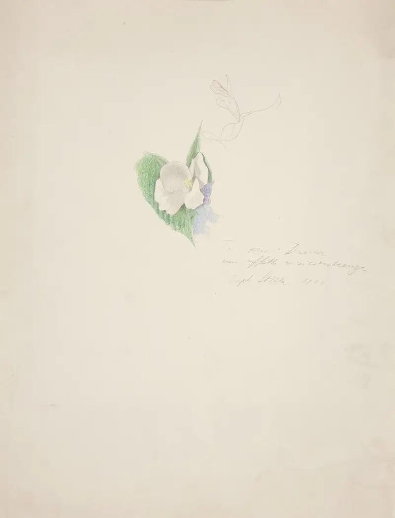 Blomma av Joseph Stella