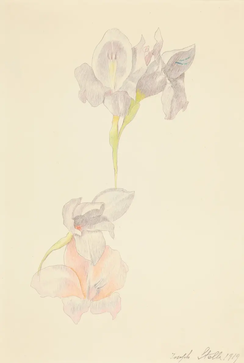Gladioli av Joseph Stella