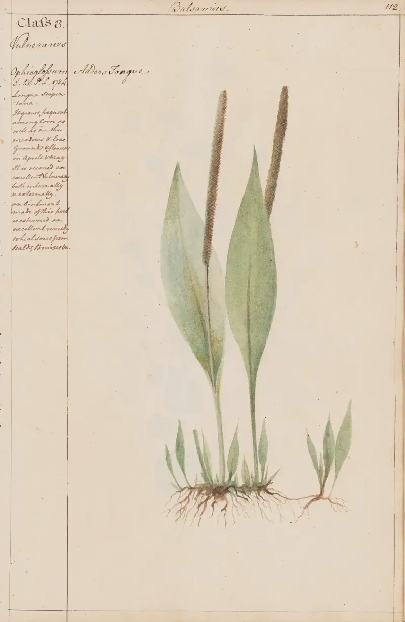 Ormtunga, 1780, Joshua Webster