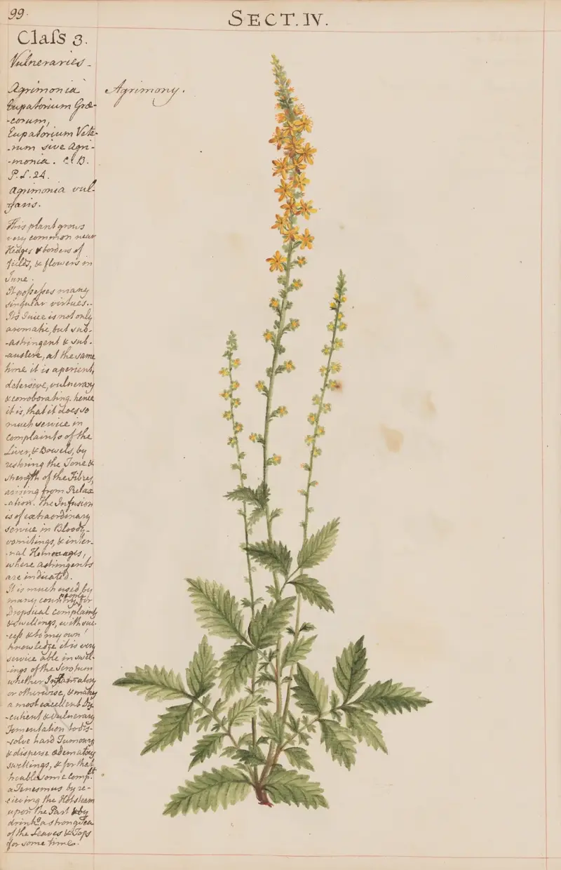 Agrimony, Joshua Webster