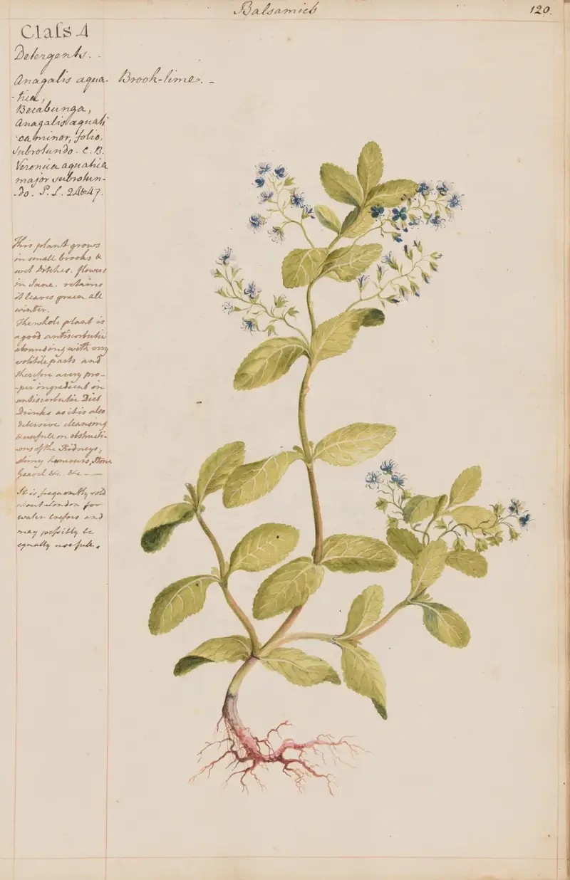 Potočník, Joshua Webster