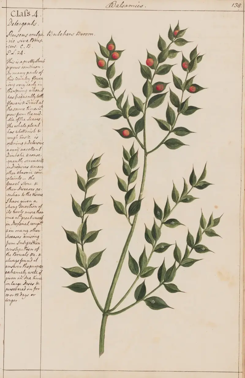 Szczotka rzeźnicza, Joshua Webster