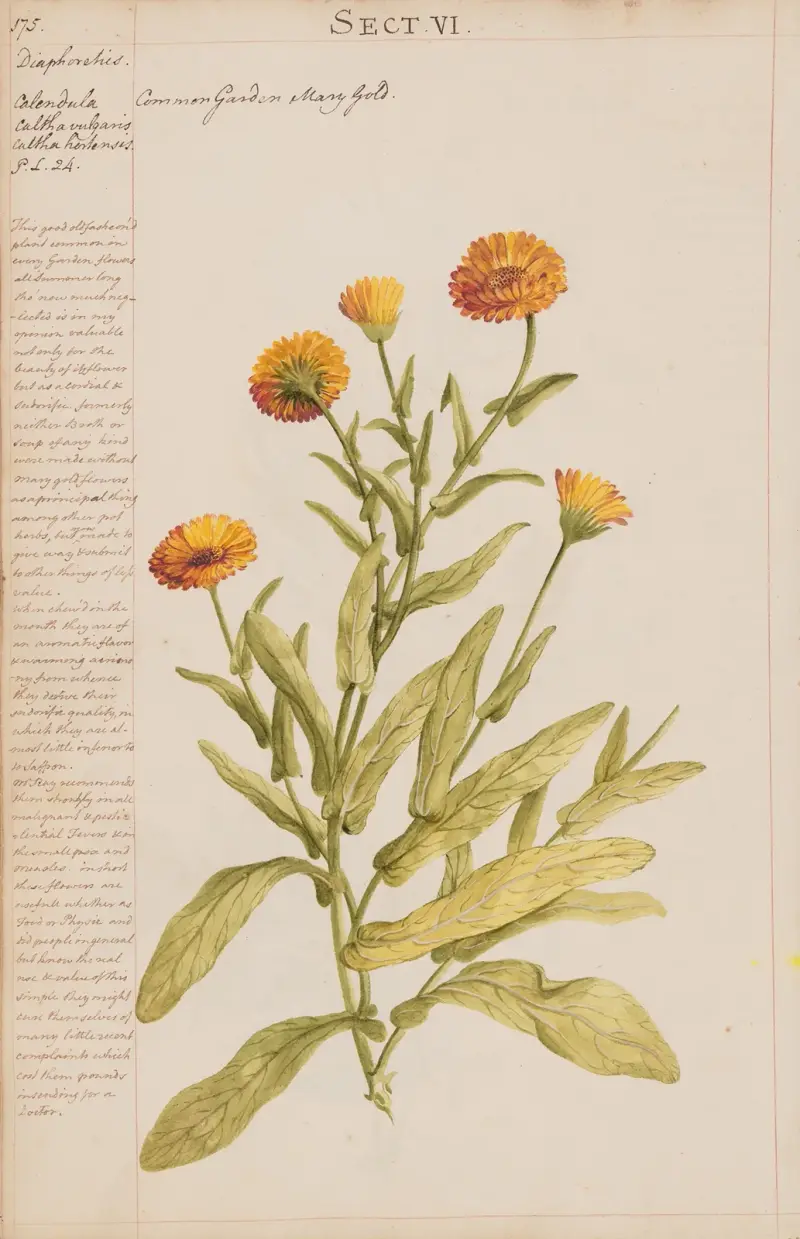 Gewöhnliche Ringelblume von Joshua Webster