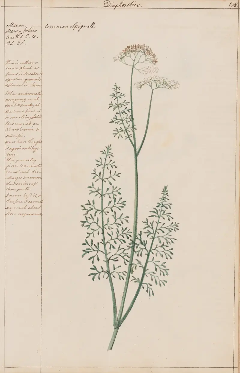 Dzwonek jednostronny, Joshua Webster