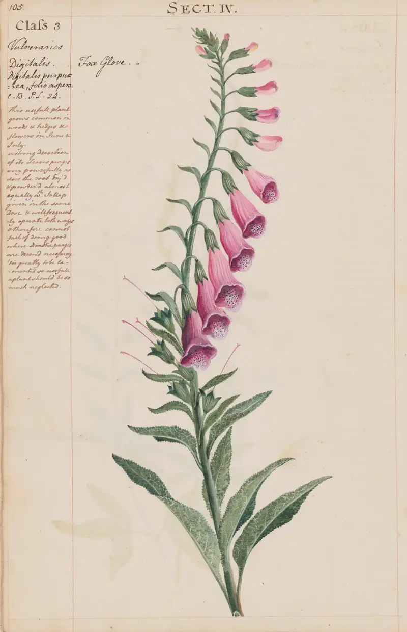 Fingerhut von Joshua Webster