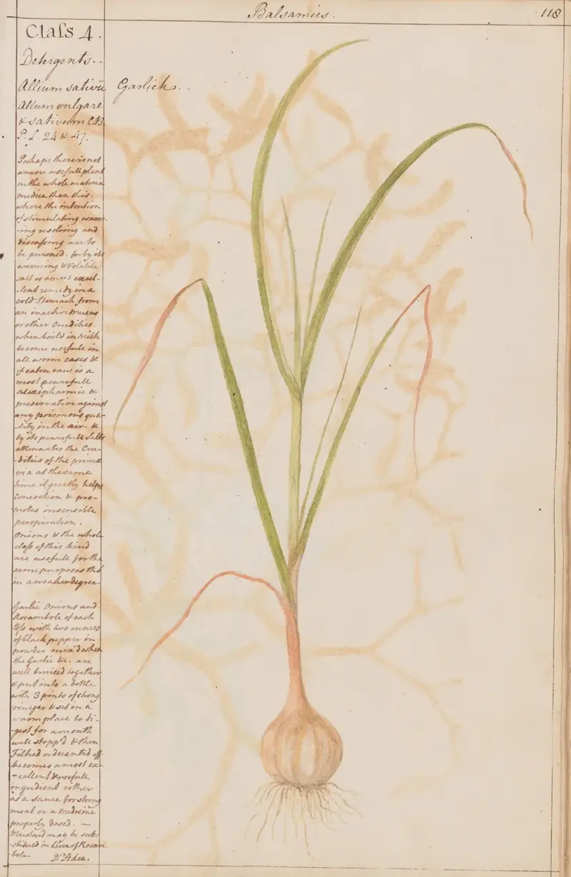 Česnek, Joshua Webster