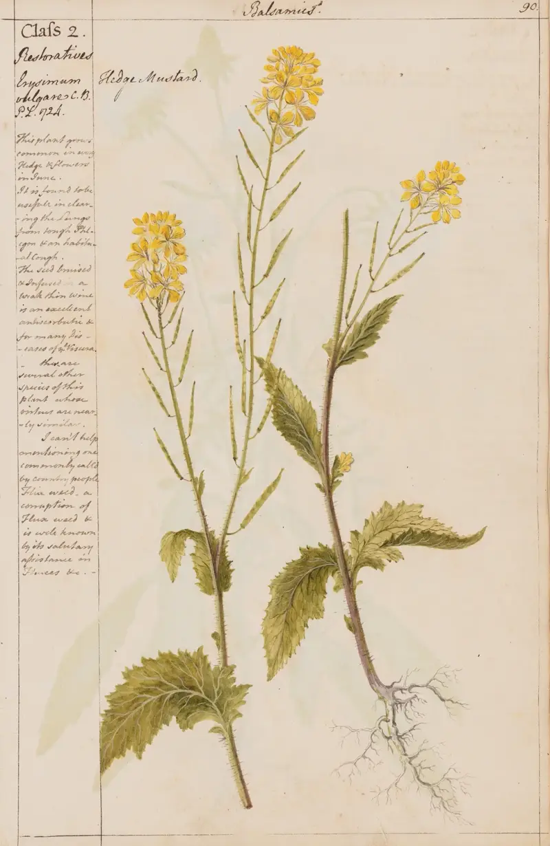 Hulevník, Joshua Webster