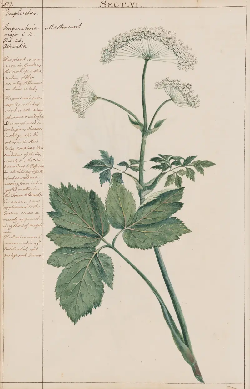 Mästerrot, Joshua Webster