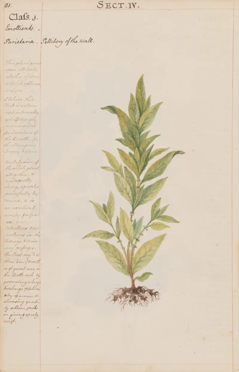 Pellitory of the wall av Joshua Webster
