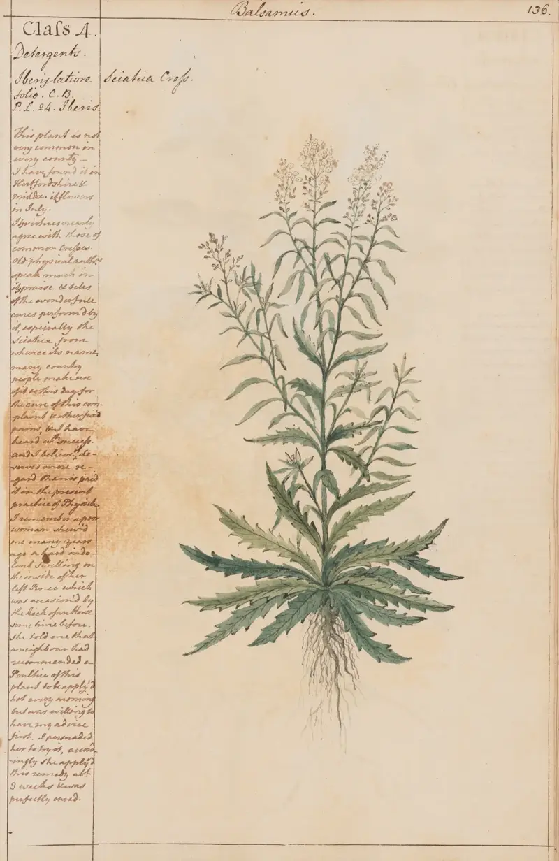 Läkekrasse, Joshua Webster