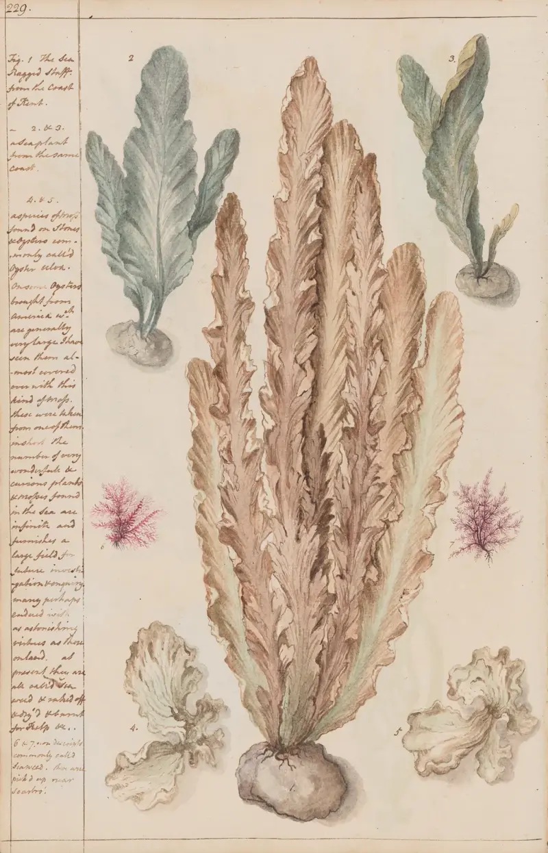 Sea plants from the coast of Kent av Joshua Webster