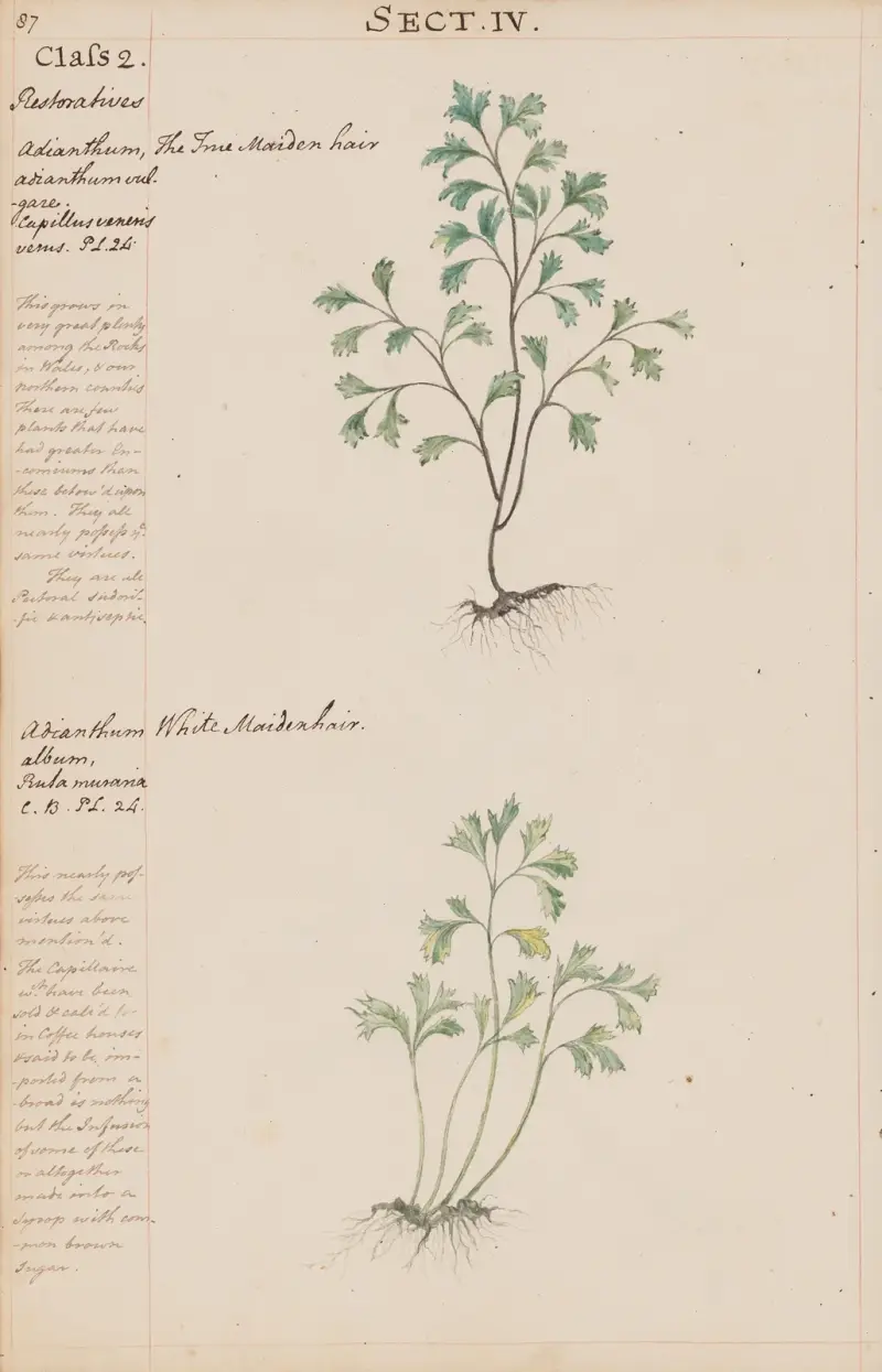 Włosowłos właściwy, białe włosowłosy, Joshua Webster