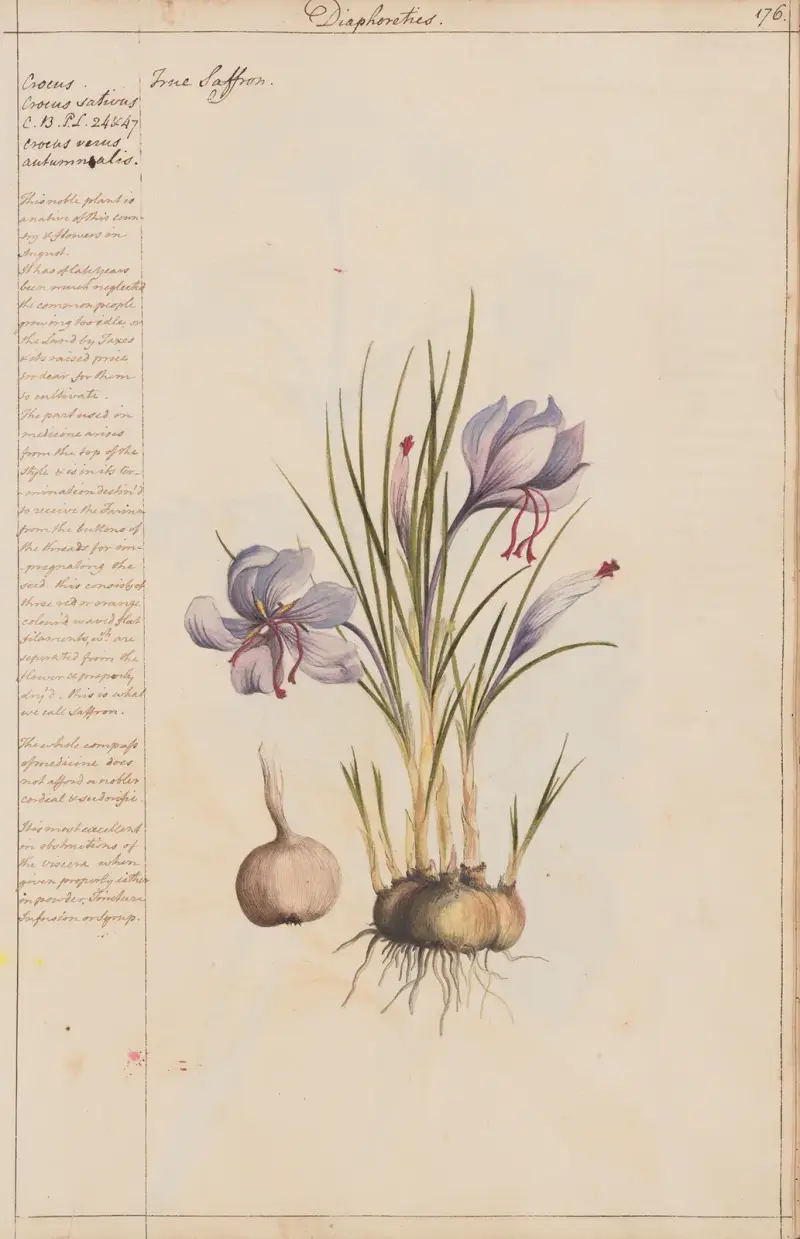 Prawdziwy szafran, Joshua Webster