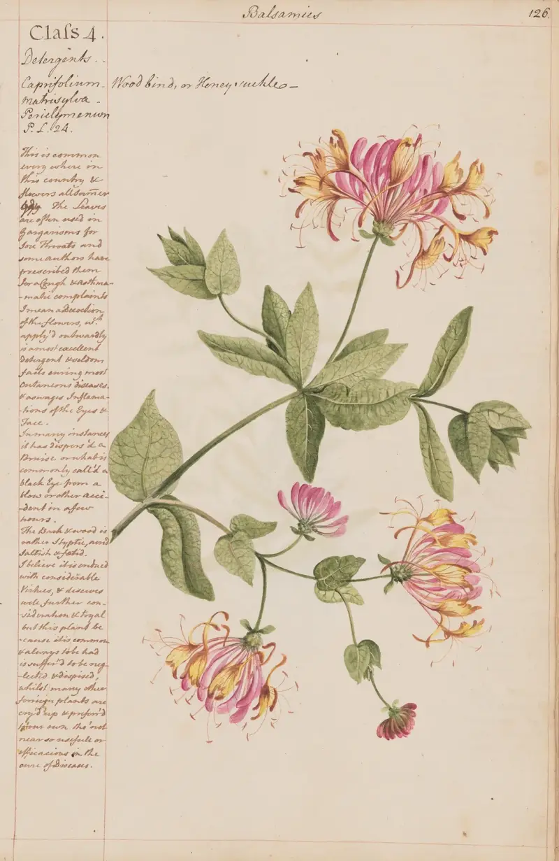 Wiciokrzew lub powój, Joshua Webster