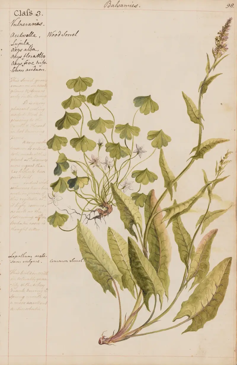 Wood sorral, Common Sorrel av Joshua Webster