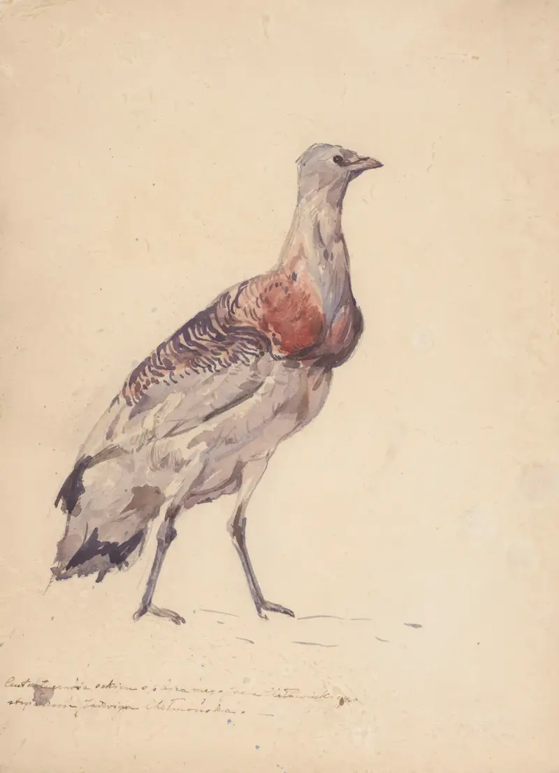 Study of bustard av Jozef Chelmonski