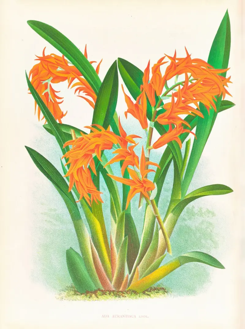 Ada aurantiaca, Jean Jules Linden