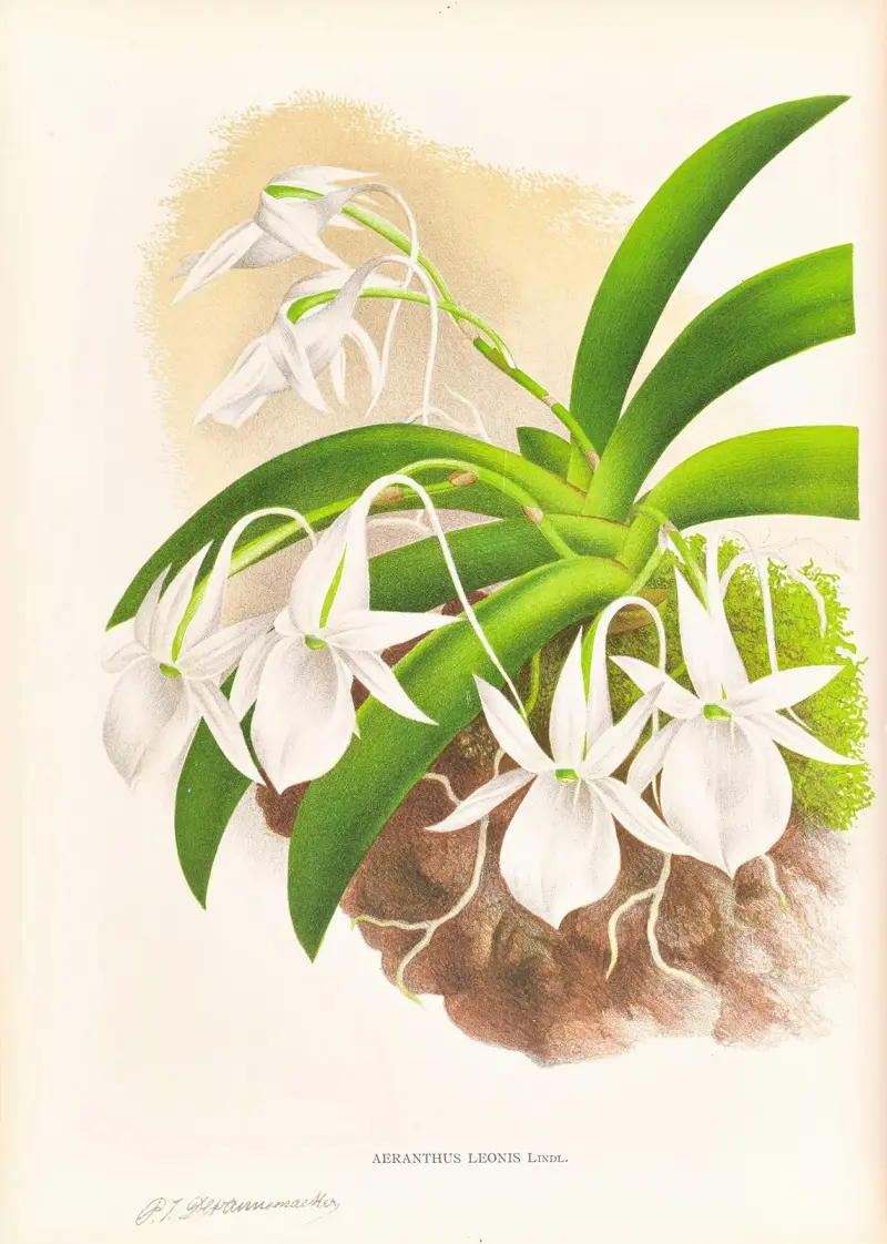 Aeranthus Leonis av Jean Jules Linden