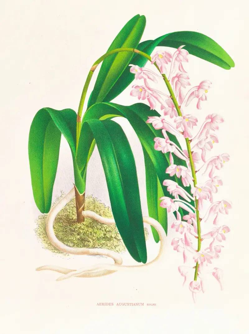 Aerides augustianum, Jean Jules Linden