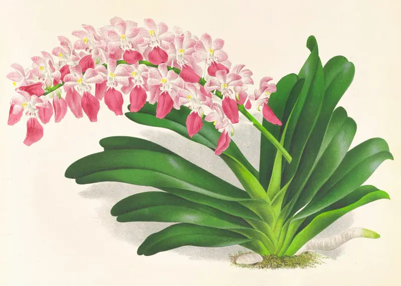 Aerides maculosum av Jean Jules Linden