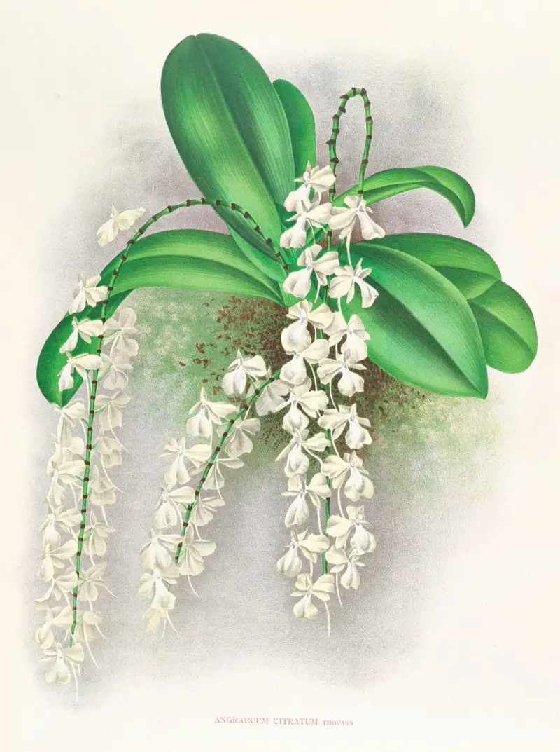 Angraecum citratum, Jean Jules Linden
