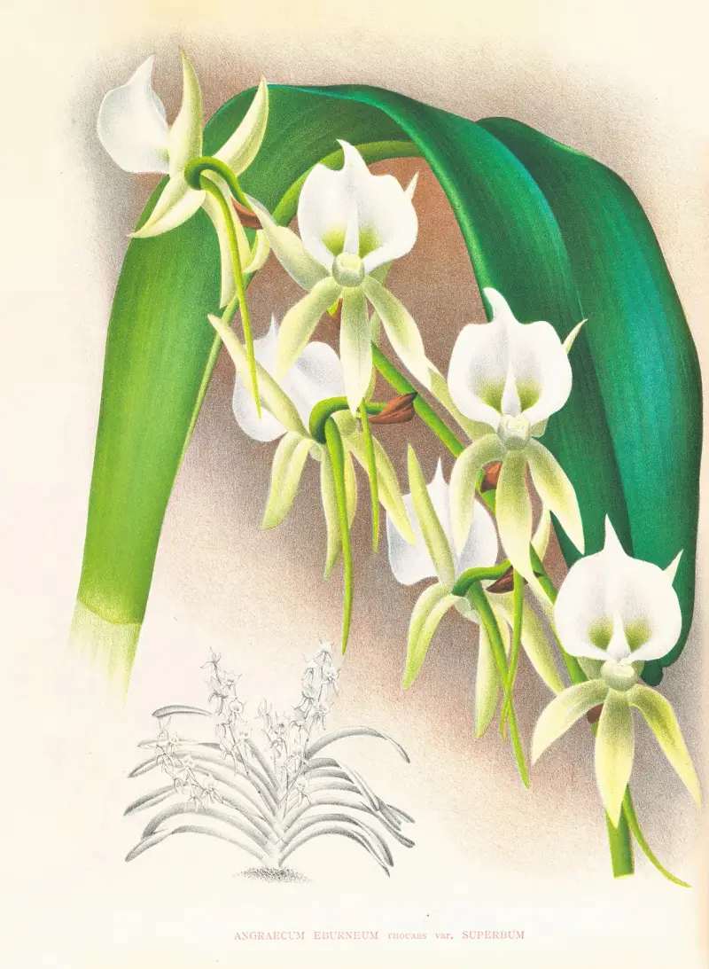 Angraecum eburneum var superbum av Jean Jules Linden