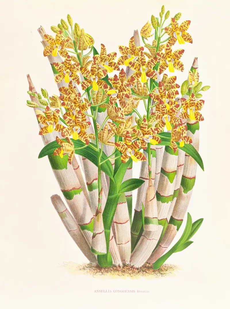 Ansellia congoensis von Jean Jules Linden